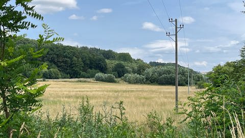 Wegen der Trockenheit sorgt sich Landwirt Daniel Fischer vom Hitscherhof Kürbishof in Maßweiler im Kreis Südwestpfalz wie andere Bauern in der Westpfalz um seine Ernte.
