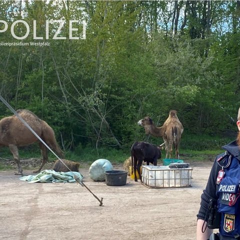 Ein Kamel hat in Kaiserslautern anderen Zirkustieren dabei geholfen, aus ihrem Gehege auszubrechen. Die Polizei fing die Tiere wieder ein. (Foto: Polizeipräsidium Westpfalz)