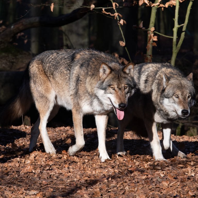 Mehrere Wölfe in einem Waldstück