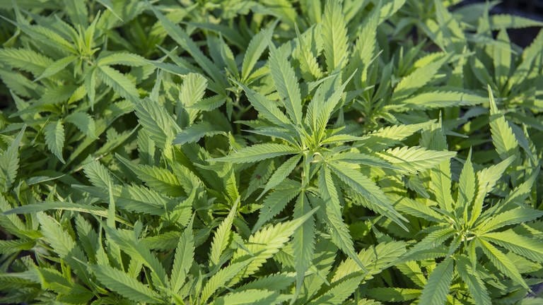 Die Polizei hat in Höhr-Grenzhausen eine Cannabis-Plantage entdeckt.