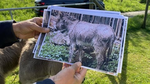 Ein Foto, das den Esel zeigt, der vom Wolf gebissen wurde.