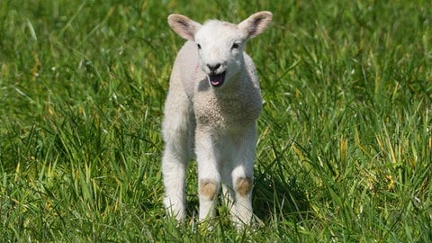 Ein neugeborenes Lamm (Symbolfoto) auf einer Wiese. Im Westerwald haben Unbekannte 32 Lämmer aus einer Schafherde gestohlen. 