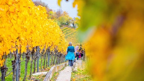 Freinsheim: Wanderung in den Weinbergen Sicherheitskräfte sollen eingesetzt werden (Foto: IMAGO, KS-Images)