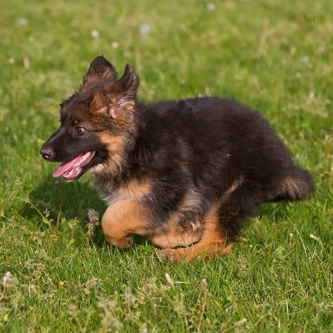 junger Schäferhund rennt auf Kamera zu (Foto: IMAGO, Imagebroker)
