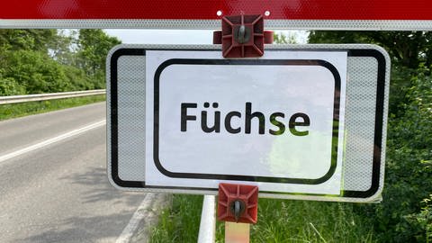 An der Landesstraße zwischen Limburgerhof und Neuhofen (Rhein-Pfalz-Kreis) wurden Fuchswarnschilder aufgestellt. Zahlreiche besorgte Autofahrer hatten dort vier auf der Straße spielende Fuchswelpen gemeldet.