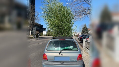 Bambussträucher ragen aus einem Autodach