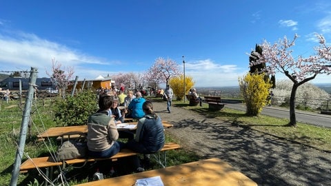 Nach einem wolkenverhangenen und regnerischen Morgen hat sich das Wetter am zweiten Tag des Mandelblütenfestes 2025 in Gimmeldingen gebessert