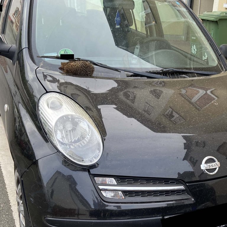 Ein toter Igel klemmte hinter den Scheibenwischers eines geparkten Autos in Mainz.