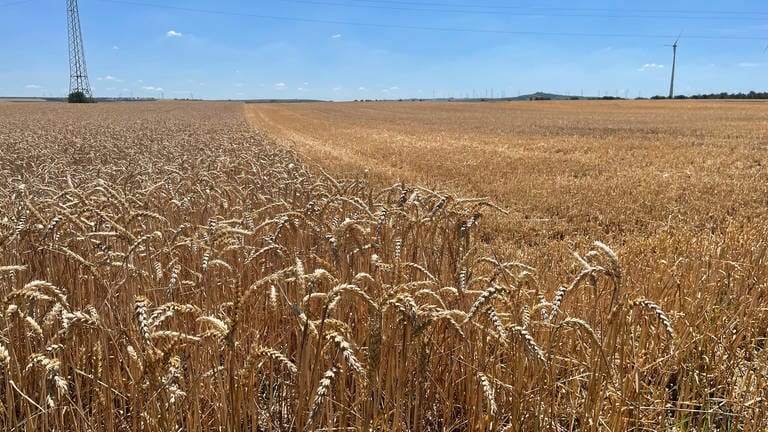 Ein Getreidefeld bei Undenheim, Rheinhessen ist halb abgeerntet