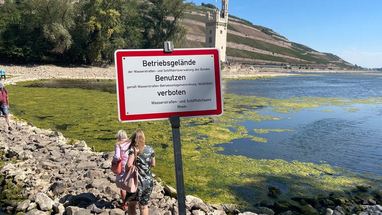Wegen des Niedrigwassers am Rhein in Bingen kommt man zu Fuß zum Mäuseturm. Das ist eigentlich verboten, weil sich die Insel in einem Vogelschutzgebiet befindet.