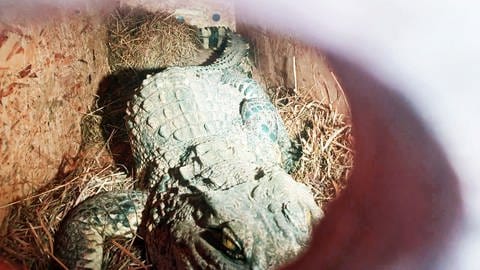 Die Mainzer Polizei hat das Krokodil durch eins der Gucklöcher in der Kiste fotografiert. Es handelt sich offenbar um ein ausgewachsenes Tier.