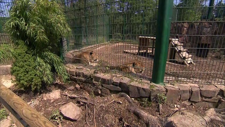 Das Löwengehege im Eifel-Zoo Lünebach ist auf einem Hochfundament gebaut und wurde deshalb nicht überschwemmt.