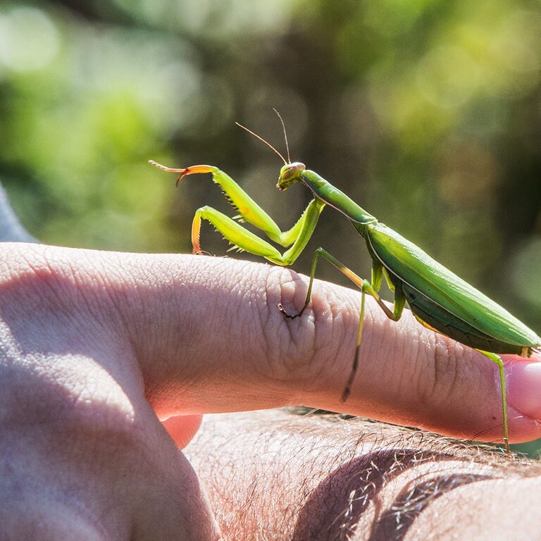 Höhere Temperaturen begünstigen die Einwanderung neuer invasiver Insektenarten in der Eifel wie z.B. der Gottesanbeterin. (Foto: SWR)