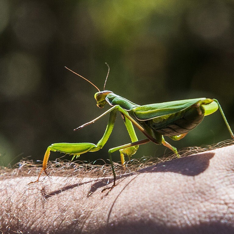 Höhere Temperaturen begünstigen die Einwanderung neuer invasiver Insektenarten in der Eifel wie z.B. der Gottesanbeterin. (Foto: SWR)