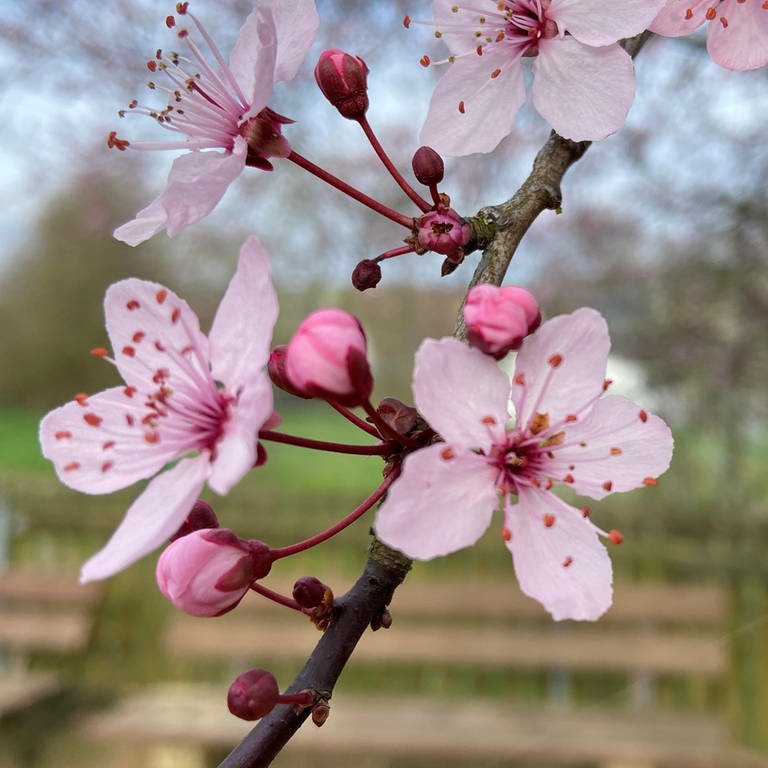 Blüten im Frühling in Trier-Kernscheid. (Foto: SWR)