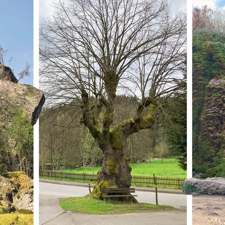 Bildmontage: Naturdenkmäler in der Region Trier (Foto: SWR, Montage: SWR)