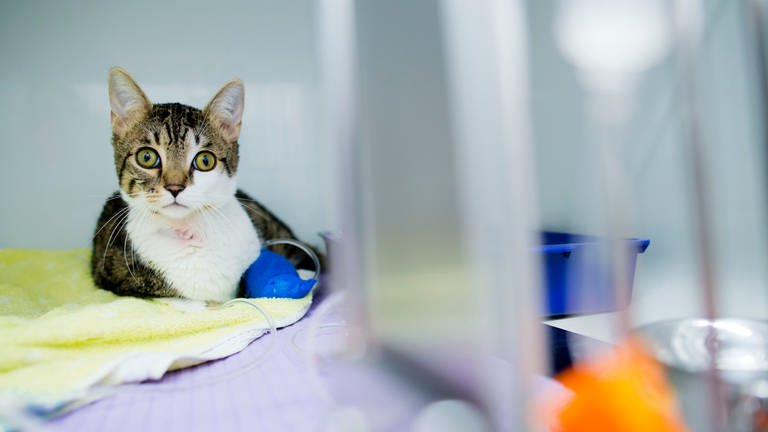 Erste Hilfe für Tiere: Katze mit Verband an der Pfote.