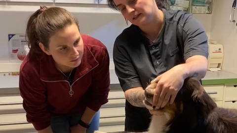 Tierärztin Lara Hafenecker erklärt Tierische Erste Hilfe. 
