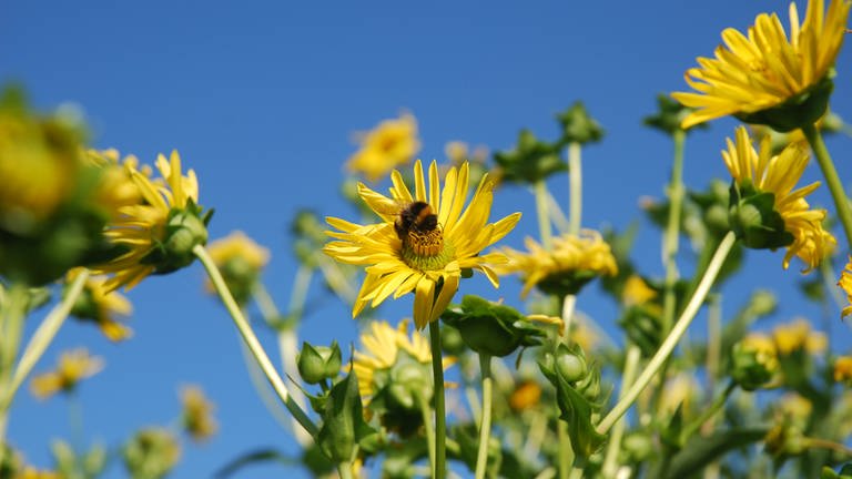 Die durchwachsene Silphie sieht der Sonnenblume ähnlich. Sie eignet sich aber vor allem als Energiepflanze für Biogasanlagen. 