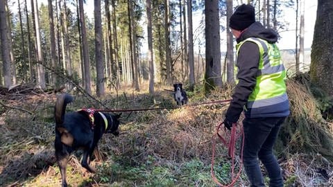 Hündin Luna hat einen vermissten Hund im Wald aufgespürt. (Foto: SWR)