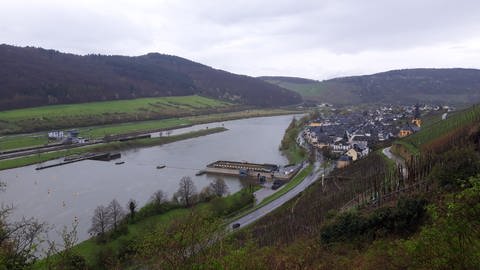 Ob in Trier oder hier an der Staustufe in Zeltingen-Rachtig an der Mittelmosel - die Muscheln finden sich mittlerweile im gesamten Fluss. 