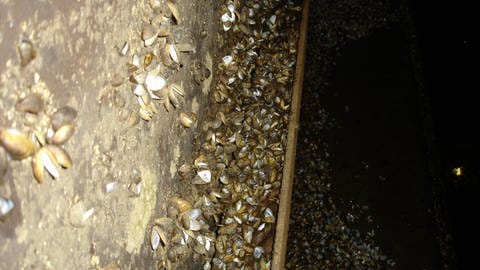 Kolonien bilden die Quagga-Muscheln gerne an undichten Stellen an den Schleusen - wie hier an der Staustufe in Detzem. 