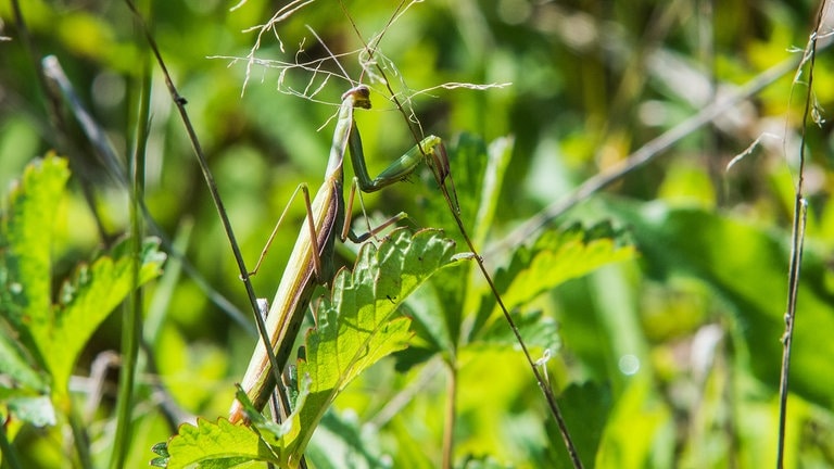 Höhere Temperaturen begünstigen die Einwanderung neuer invasiver Insektenarten in der Eifel wie z.B. der Gottesanbeterin. (Foto: SWR) Höhere Temperaturen begünstigen die Einwanderung neuer invasiver Insektenarten in der Eifel wie z.B. der Gottesanbeterin.