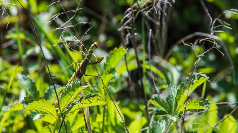 Höhere Temperaturen begünstigen die Einwanderung neuer invasiver Insektenarten in der Eifel wie z.B. der Gottesanbeterin. (Foto: SWR) Höhere Temperaturen begünstigen die Einwanderung neuer invasiver Insektenarten in der Eifel wie z.B. der Gottesanbeterin.