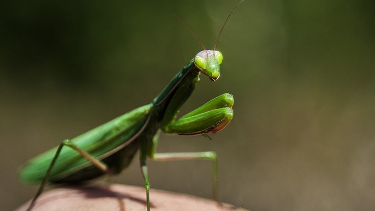 Höhere Temperaturen begünstigen die Einwanderung neuer invasiver Insektenarten in der Eifel wie z.B. der Gottesanbeterin. (Foto: SWR) Höhere Temperaturen begünstigen die Einwanderung neuer invasiver Insektenarten in der Eifel wie z.B. der Gottesanbeterin.