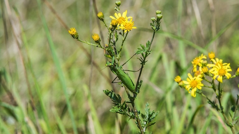 Höhere Temperaturen begünstigen die Einwanderung neuer invasiver Insektenarten in der Eifel wie z.B. der Gottesanbeterin. (Foto: SWR) Höhere Temperaturen begünstigen die Einwanderung neuer invasiver Insektenarten in der Eifel wie z.B. der Gottesanbeterin.
