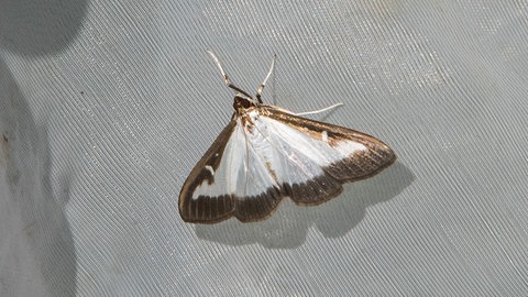 Höhere Temperaturen begünstigen die Einwanderung neuer invasiver Insektenarten in der Eifel. Hier der Buchsbaumzünsler. (Foto: SWR) Höhere Temperaturen begünstigen die Einwanderung neuer invasiver Insektenarten in der Eifel. Hier der Buchsbaumzünsler.