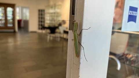 Höhere Temperaturen begünstigen die Einwanderung neuer invasiver Insektenarten in der Eifel wie z.B. der Gottesanbeterin. (Foto: SWR) Höhere Temperaturen begünstigen die Einwanderung neuer invasiver Insektenarten in der Eifel wie z.B. der Gottesanbeterin.