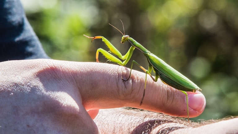Höhere Temperaturen begünstigen die Einwanderung neuer invasiver Insektenarten in der Eifel wie z.B. der Gottesanbeterin. (Foto: SWR) Höhere Temperaturen begünstigen die Einwanderung neuer invasiver Insektenarten in der Eifel wie z.B. der Gottesanbeterin.