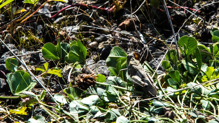 Höhere Temperaturen begünstigen die Einwanderung neuer invasiver Insektenarten in der Eifel wie z.B. der Gottesanbeterin. (Foto: SWR) Höhere Temperaturen begünstigen die Einwanderung neuer invasiver Insektenarten in der Eifel wie z.B. der Gottesanbeterin.