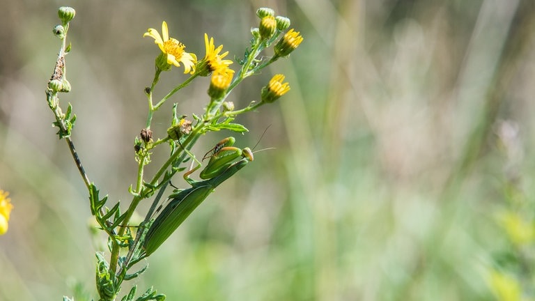 Höhere Temperaturen begünstigen die Einwanderung neuer invasiver Insektenarten in der Eifel wie z.B. der Gottesanbeterin. (Foto: SWR) Höhere Temperaturen begünstigen die Einwanderung neuer invasiver Insektenarten in der Eifel wie z.B. der Gottesanbeterin.