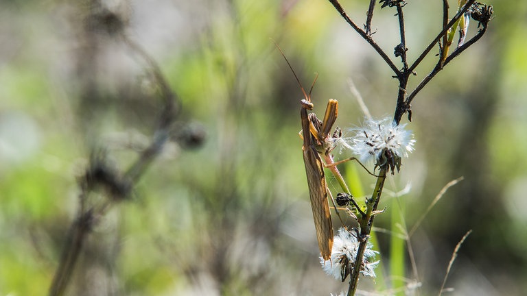 Höhere Temperaturen begünstigen die Einwanderung neuer invasiver Insektenarten in der Eifel wie z.B. der Gottesanbeterin. (Foto: SWR) Höhere Temperaturen begünstigen die Einwanderung neuer invasiver Insektenarten in der Eifel wie z.B. der Gottesanbeterin.