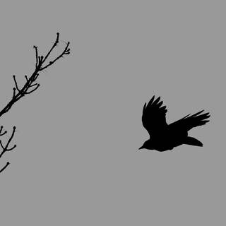 Fliegende Krähe mit Bäumen und Zweigen, schwarze Silhouette isoliert auf hellgrauem Hintergrund (Foto: IMAGO, Pond5 Images)