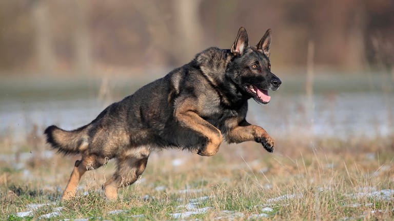 Deutscher Schäferhund (Foto: IMAGO, IMAGO / imagebroker)