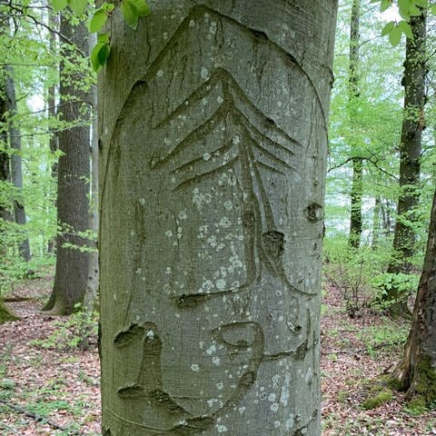 Zeitzeugen des Zweiten Weltkriegs: Baumritzungen – sogenannte „Arborglyphen“ – Im Gilzemer Wellbüsch, einem Waldstück in der Südeifel,  (Foto: Landesforsten RLP, Julian Gröber)