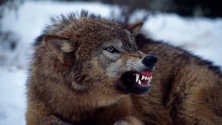 Zähnefletschender Wolf 
