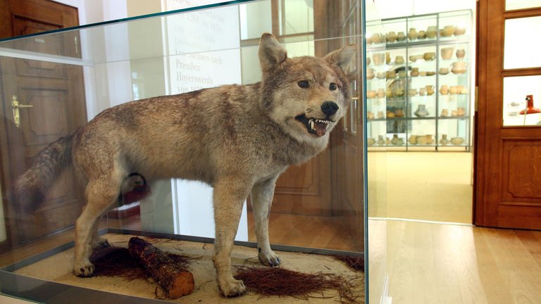 Der letzte Wolf Deutschlands, der im Jahr 1904 in der Lausitz erschossen wurde, steht heute im Museum