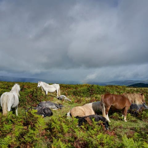 Pferde am Offa's Dyke Pfad, Hergest Ridge, Herefordshire, England (Foto: picture-alliance / Reportdienste, picture alliance / robertharding | Rob Cousins)