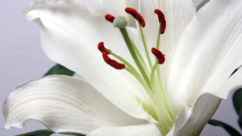 Die weiße Lilie