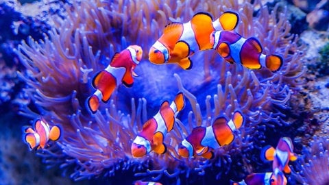 Clownfische schwimmen zwischen Anemonen entlang. (Foto: IMAGO, IMAGO / Pond5 Images) Clownfische schwimmen zwischen Anemonen entlang.