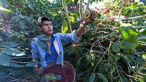 Auf der Farm von Andrés Quintanilla in El Salvador werden Herbizide ersetzt durch Handarbeit (Foto: Luca Siermann) Auf der Farm von Andrés Quintanilla in El Salvador werden Herbizide ersetzt durch Handarbeit