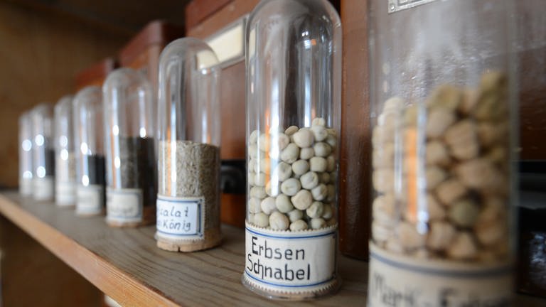 Erbsen im Glas: Verschiedene Samen in Gläsern in der nachgebauten Packstube eines Samenhändlersin im Samenhandelsmuseum im Gönninger Rathaus