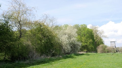 Eine Naturhecke mit heimischen Gehölzen wie Schlehe, Weißdorn, Hainbuche und Haselsträuchern unweit des Thünen-Instituts in Braunschweig (Foto: SWR, Richard Fuchs)