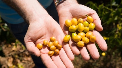 Pacamara-Kaffee aus Brasilien (Foto: Luca Siermann) Pacamara-Kaffee aus Brasilien