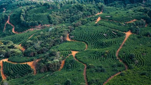 Kaffeefarm "Fazendas Dutra" in Brasilien