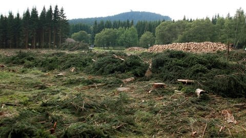 Die Bäume müssen weichen: Geht es um menschliche Interessen, zieht die Natur meist den Kürzeren. So wie am Wurmberg im Oberharz. Um eine neue Skianlage zu errichten, werden mehrere Hektar Fichtenwald abgeholzt – eine Katastrophe für unzählige Tier- und Pflanzenarten.